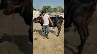 Heavy HF Cow | High Milk Yield Holstein Friesian Cow in India #dairycalves #dairymanagement