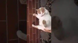 Epic Grooming | Catspinness