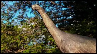 Camarasaurus supremus. Escala 1.35
