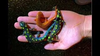 Roadcruising to find COLORFUL Salamanders!!!