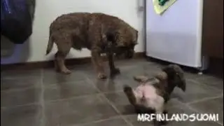 Border Terrier Puppies 2020