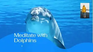 Relaxing Whales & Dolphins Views 12 min Meditation Healing Sounds Relaxing Sounds