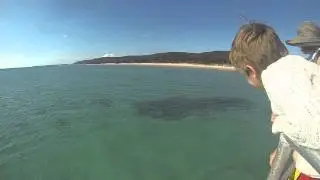 Rare Massive Grouping of Eagle Rays - Morton Island, Australia