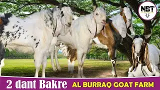 2 Dant Bakre Kota Malwa At Al Burraq Goat Farm