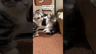 two cute kittens fighting and playing. #cat #catshorts #catvideos #kitten #shorts