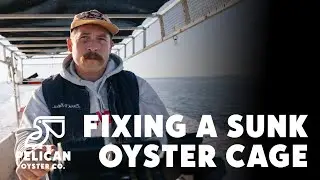 Oyster farming. Draining a sunk cage at low tide.