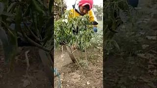 I am watering the chilli plant #nature #farming #chilli #shorts