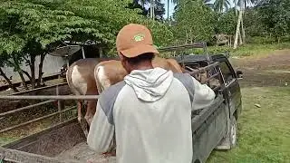 semoga nyaman bersama tuan yg baru