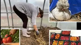 Смотреть только тем кто хочет большой урожай в теплице