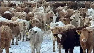 Box Anchor Farms - 930# Charolais/Simmental X Heifers (Dewberry, AB)
