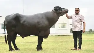 India&rsquo;s Best Buffalo Saraswati&rsquo;s Son The Great &hearts;️Nawab&hearts;️ at Hisar Sperm Biotech