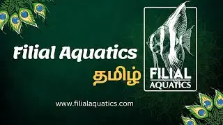 Filial aquatics #aquarium #aquascaping #cichlid #plantedaquarium