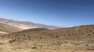 Goats