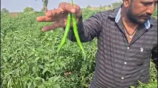 Kalash Seeds chilli Bss 305 kuber 8309047442