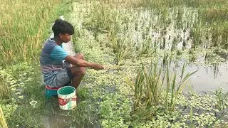 Village Rice Field Hook Fishing in Rainy Season  Catching Catfish Hunting Hook (Part-054)