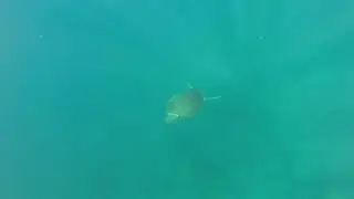 SUP-Safari Teneriffa 2019
