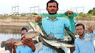 Snake head fish| Raho fish catching| cat fish| fishing food 