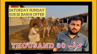WEEKEND کی SPECIAL OFFER❤️ JUNOON CATTLE FARM❤️ SATURDAY SUNDAY DISCOUNT OFFER😍