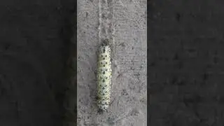 mophane worm, also food In Botswana.