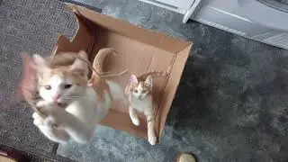 Jumping kitten