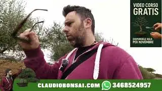 PERCH&Egrave; EVITARE I VARI CLUB DEL BONSAI