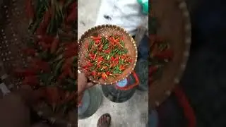 Percobaan Okulasi Tanaman Jeruk Sonkit