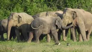 WILD ELEPHANTS HERD #animals #elephant #foryou #animallife #wildelephant #elephantworld #animalworld