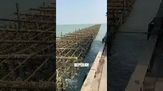 Океан сам КОРМИТ его питомцев совершенно бесплатно 🌊🦐✅