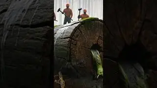 rescue of a gaint frog from a gaint log #rescue #frog #shorts