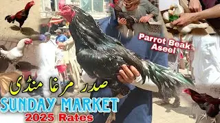 Saddar Murga Mandi | Parrot Beak Aseel | Sunday Market | 2025 Latest Rates |