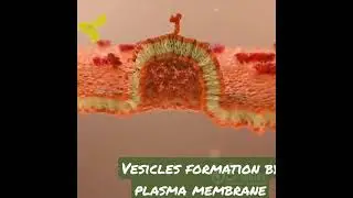 Vesicles formation by plasma membrane