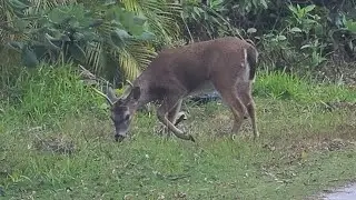 #keydeer National Key Deer Refuge Big Pine Key Florida