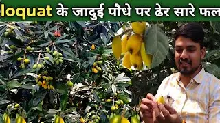 लोकाट की खेती ll Loquat ki kheti ll लोकाट के पौधे पर ढेर सारे फल ll Loquat ki kheti kaise karen #yt
