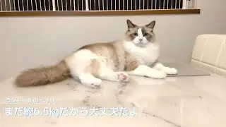 【ラグドール】まだ6.5㎏だから大丈夫だよ！