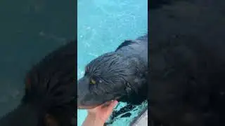 Dad finds son and dog swimming in the pool #shorts