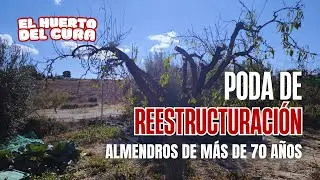 Poda de reestructuraci&oacute;n en almendros muy viejos 🌰 | Recuperando &aacute;rboles con m&aacute;s de 70 a&ntilde;os