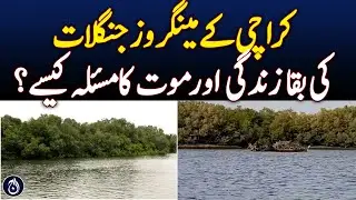 Karachi's Mangroves Forests: Ground Report - Aaj News