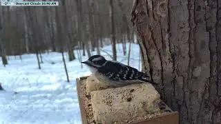LIVE Relaxing Birds in the Winter, Streamed from Northern Oconto County, Wisconsin USA