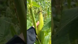 Harvesting Yellow Corn #Corn #farming #buhayprobinsya #shorts #asmr