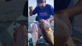 COMBO AMBERJACK DAN RUBY SNAPPER‼️ #jigging #fishing #rubbysnapper #mancing #mancingmania #ikan