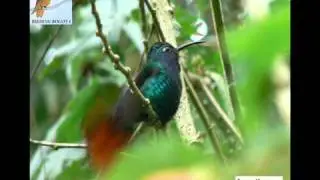 BIRDING BOGOTA - BOGOTA BIRDING - BIRDWATCHING BOGOTA