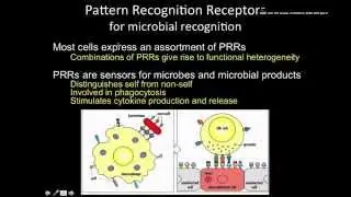 Immunology, the Innate immunity: phagocytic receptors