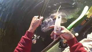 Kayak fishing shell beach, big black drum
