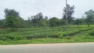 Silchar Airport Road Tea Garden The view of the tea gardens on Silchar Airport Road is very beaut...