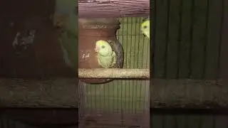 red eye budgie chick #featheredpets #birds #tending