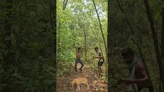 open deer 🦌 catching 😱#wildlife #animalattack #angrytiger #animals#nawada #viratkohli #mahi