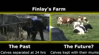 Our new dairy calf rearing system - our cows