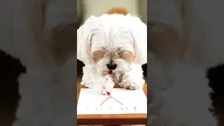 #ai #new #viral #pets #petlover #maltipoo #petart #alphabet