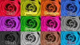We Love All the Colors |Red , Blue ,Green Colors |Nursery Rhymes for Kids|#Nursery Rhymes #kidsvideo