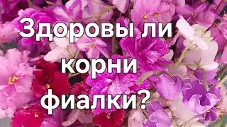 Здоровы ли корни фиалки?